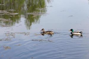 casal de patos, close-up foto