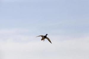 patos selvagens na primavera ou no verão foto