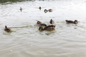 natureza selvagem com patos de aves aquáticas foto