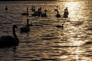 nadando ao amanhecer do sol grupo cisnes foto