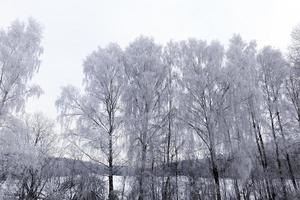 floresta de inverno fotografada foto
