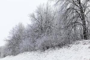 floresta de inverno fotografada foto