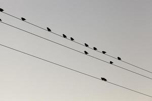 alguns pássaros nas linhas de postes de alta tensão foto
