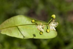 closeup de tília de inflorescência foto