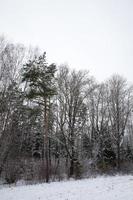 árvores cobertas de neve na floresta nua de inverno foto