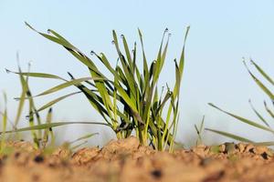 plantas de grama jovem, close-up foto