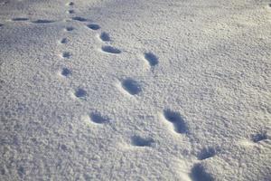 drifts de neve, close-up foto