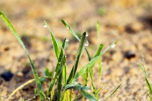 trigo germinado. sol do amanhecer foto