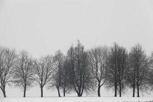 neve flutua no inverno foto