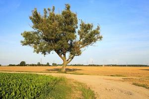 estrada da primavera. campo foto