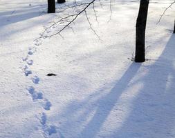 drifts de neve, close-up foto