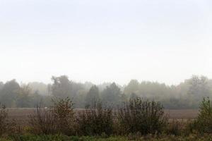 neblina da floresta de outono foto