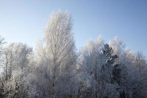 bétula de geada de inverno foto