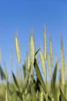 campo com cereais foto