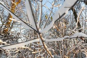 galhos de árvores na neve closeup foto