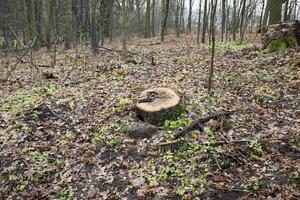 um toco de árvore na floresta de outono foto