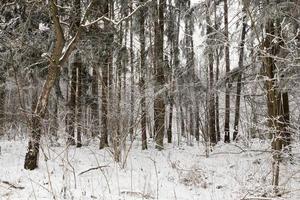 neve floresta de inverno foto