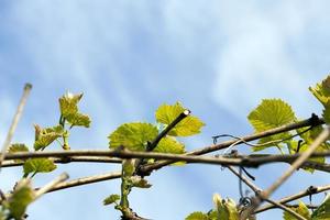 novas folhas verdes de uvas foto