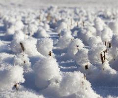 campo coberto de neve foto