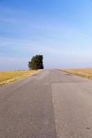 estrada rural, árvore foto