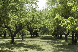 parque público verde. foto