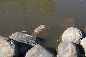 pedra na lagoa foto