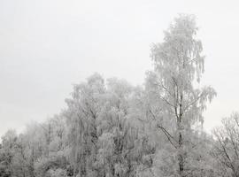 floresta de inverno fotografada foto