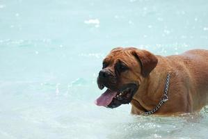 cão mastim doce de bordeaux foto