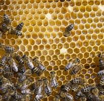 pente de mel e uma abelha trabalhando