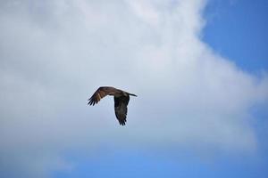 asas em uma águia-pescadora dobrada em voo foto
