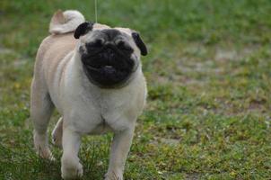 o rosto de um cachorro pug foto