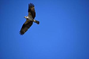 águia-pescadora emplumada com marcações nas asas foto