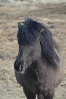 cavalo islandês preto foto