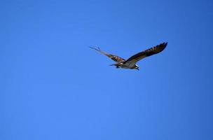 asas emplumadas de uma águia-pescadora em voo foto