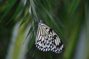 linda ninfa de árvore branca em uma folhagem verde foto