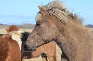 grupo de cavalos islandeses foto