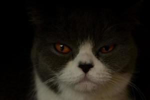close-up do retrato de gato doméstico foto