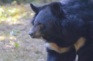 belo olhar para um urso de sol negro foto