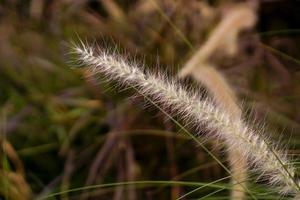 penas como plantas únicas de grama de fonte foto