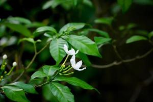 flor branca com folhagem verde foto