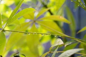 gotas de água no galho foto