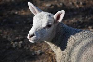 ovelhas cheviot brancas fofas no norte de yorkshire da inglaterra foto