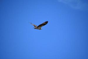 imagine um dia de verão perfeito com uma águia-pescadora voadora foto