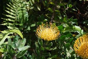 flor de protea amarela tropical em um jardim foto