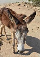 burro selvagem marrom de aparência desalinhada em aruba foto