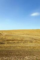 campo de agricultura. cereais foto