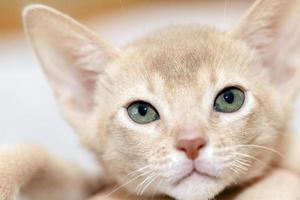 gatinho abissínio. jovem corça foto