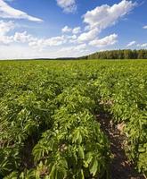 campo de batata de perto foto