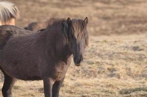 lindo cavalo islandês dark bay foto