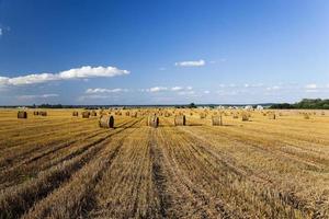 colheita de cereais. agricultura foto